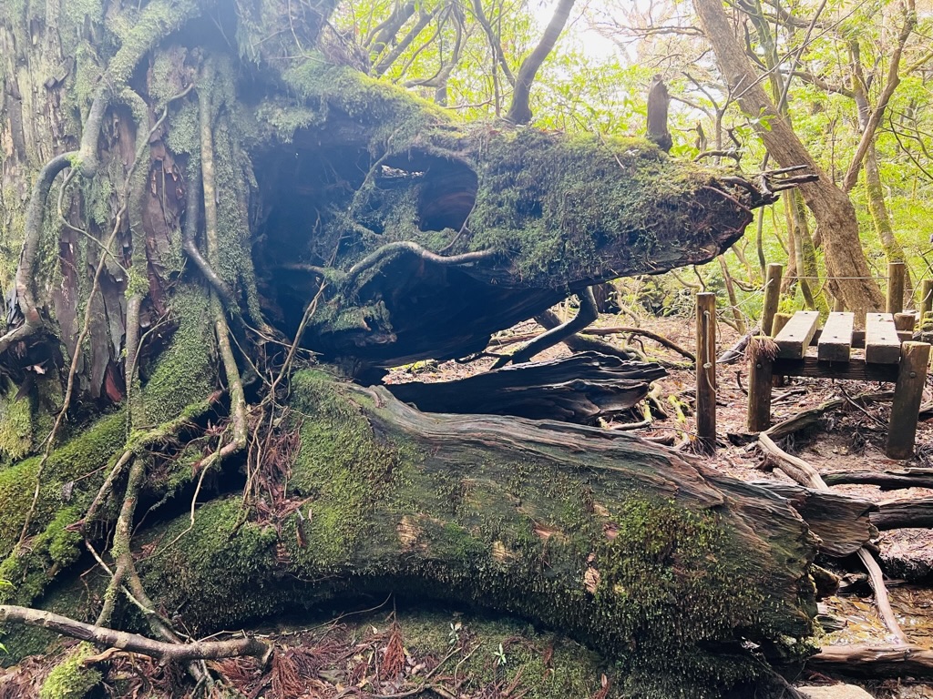 屋久島一人旅ガイド：縄文杉トレッキングを楽しむコツ！